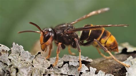 Yellow Legged Hornet