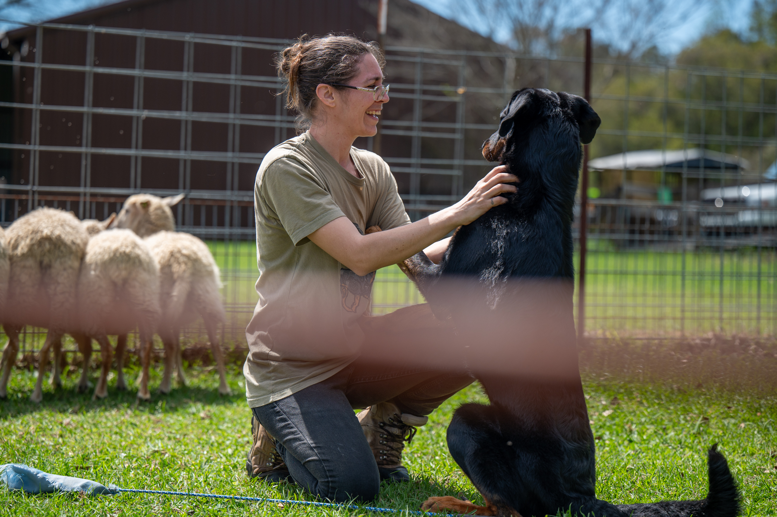 beaucerons_herding-8