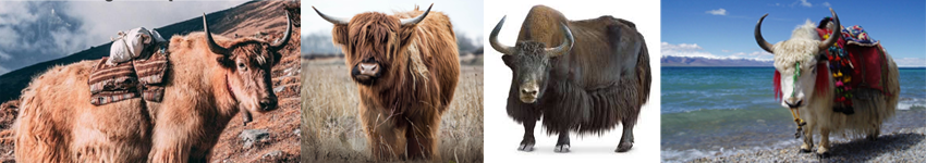 Yaks_of_four.png
