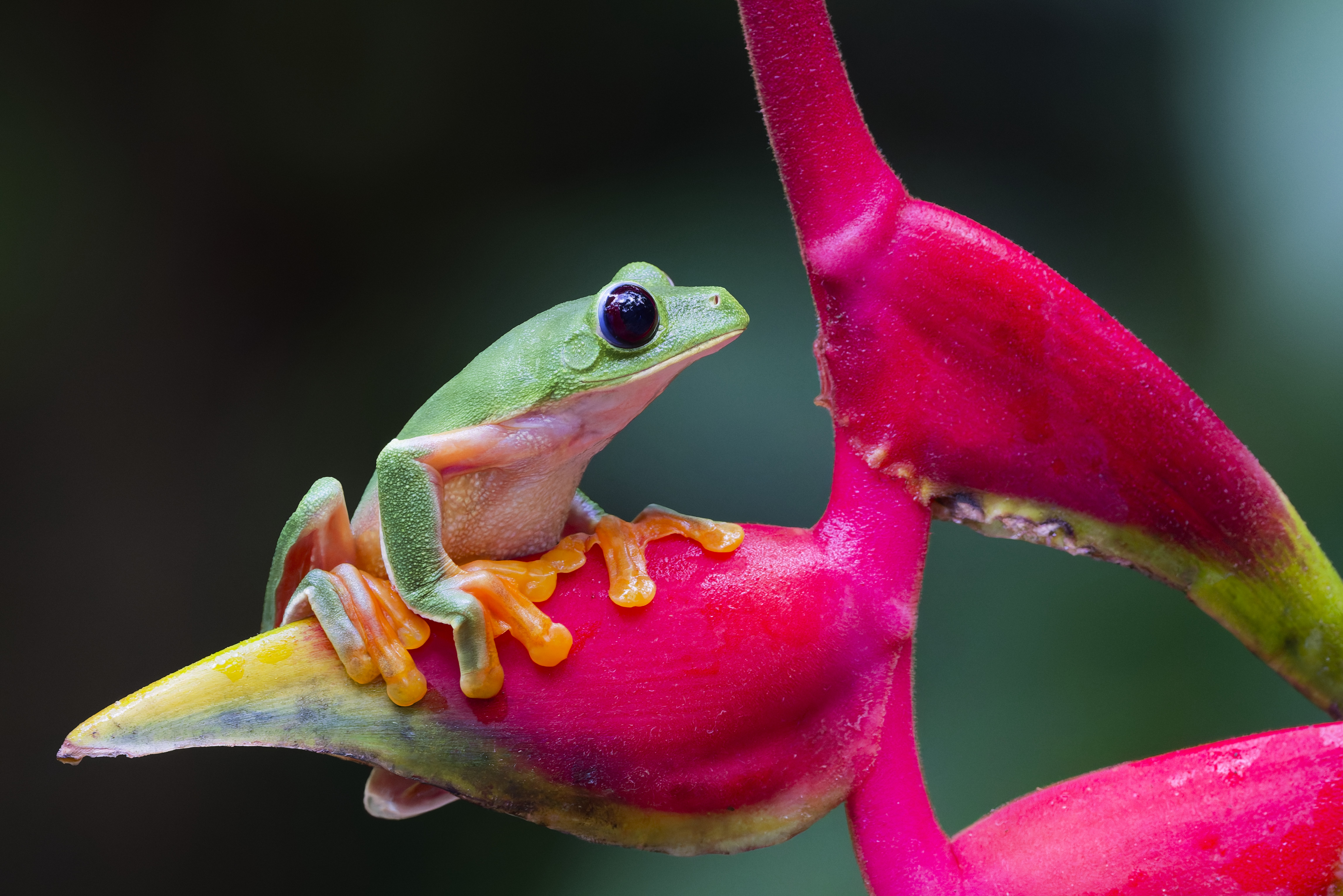 Costa Rica Tree Frog