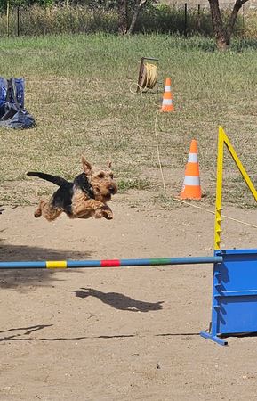 Teddy in action