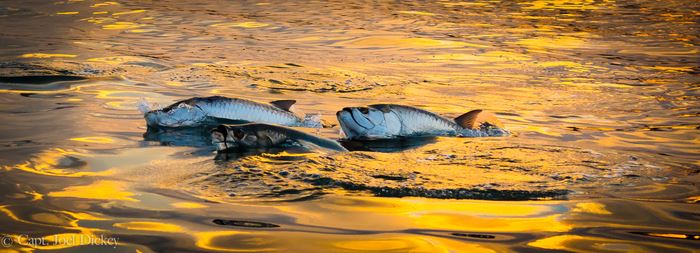Tarpon Rollers at Sunset