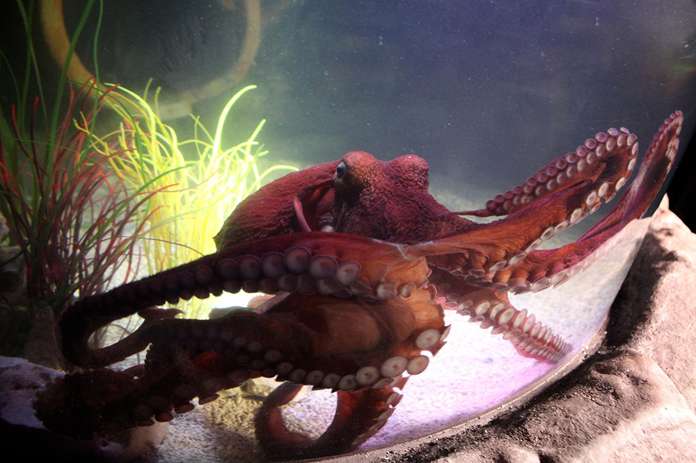 Ashmolean Octopus Science and Ideas Group: Non-Human Intelligence - Calendar - Ashby Village