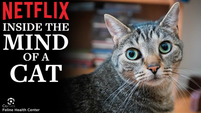 Inside The Mind Of A Cat