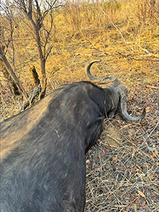 John Hoggatt Buffalo 2