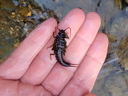 Stonefly nymph in an open hand