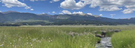 Calm forest road with soft morning light through the trees