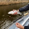 A Dolly Varden from the Yakutat trip thumbnail