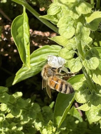 basil