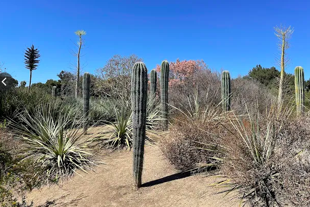 Cal State Fullerton Arboretum Cactus Garden