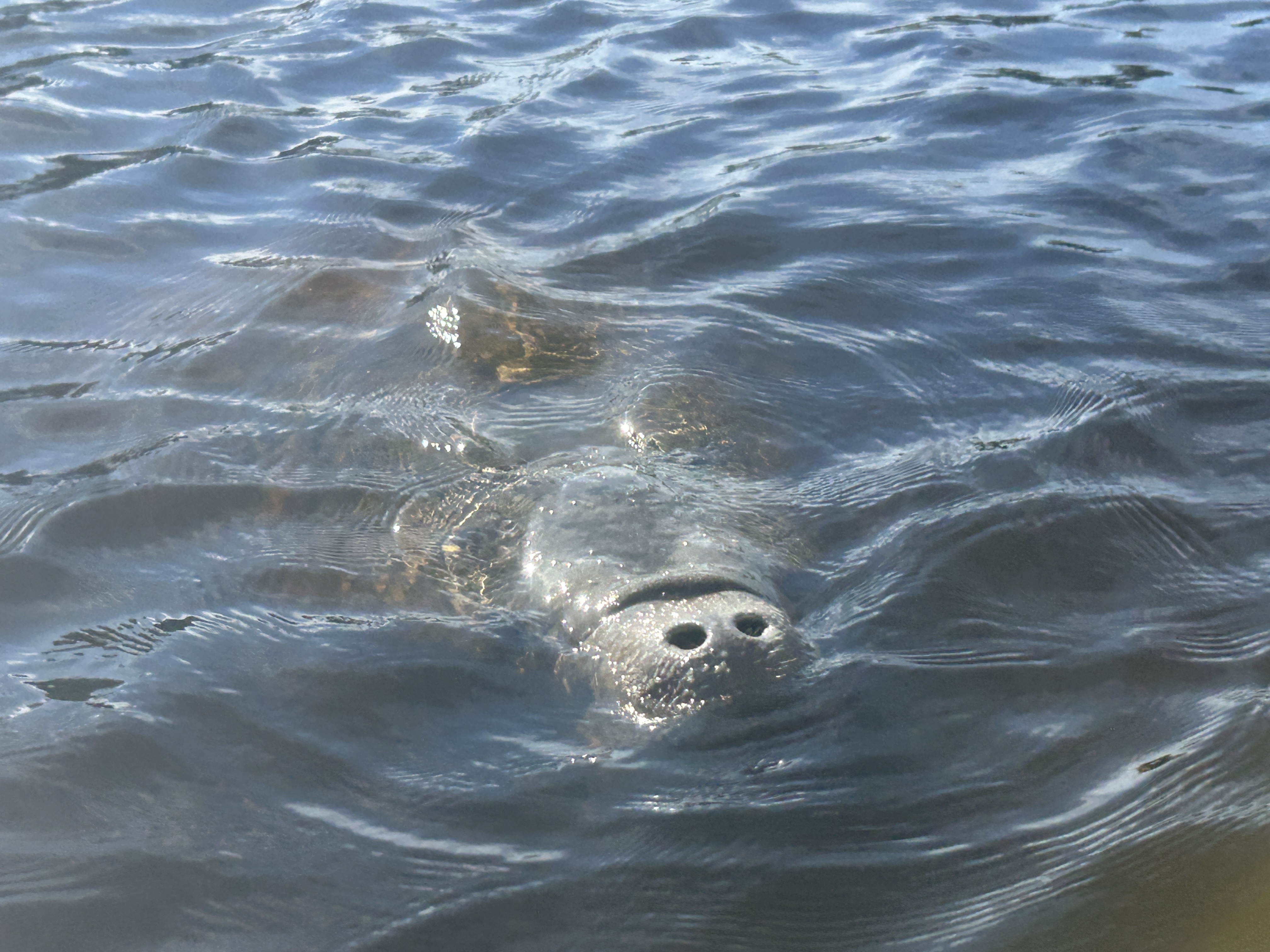 NC kayak manatee nose