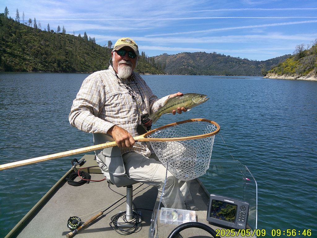 Oro spotted bass Clay