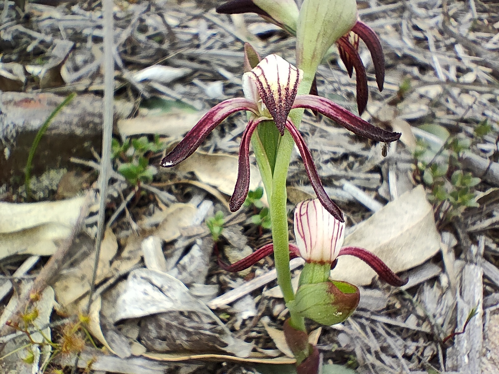 Fire orhchid, red-beak orchid, Pyrorchis nigricans