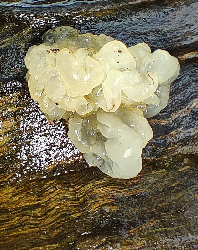 Tremella fuciformis