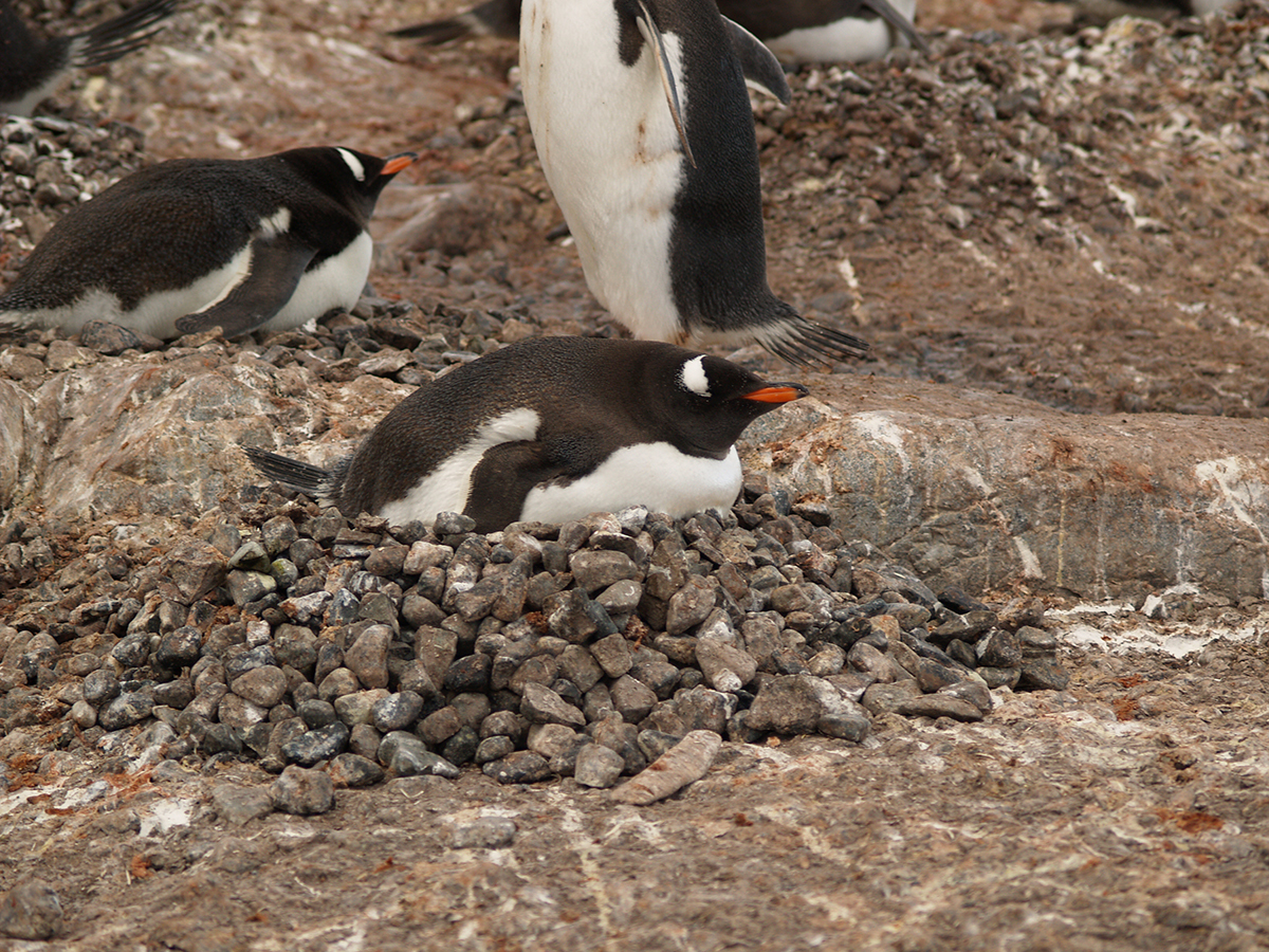 2 TYPICAL PENGUIN NEST