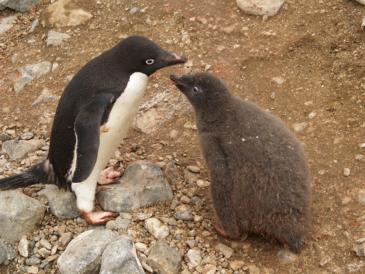 2 ADELE PENGUIN AND CHICK