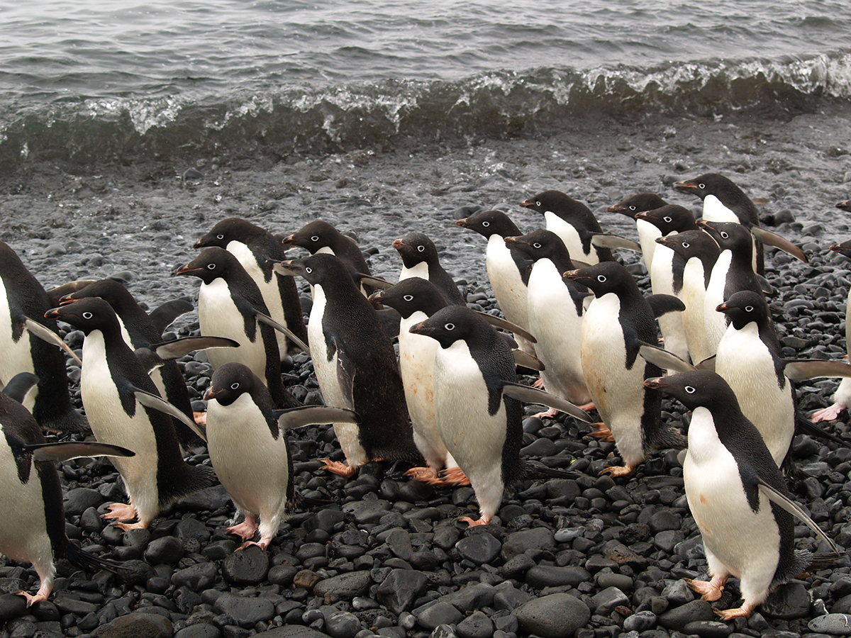 5 ADELIE PENGUINS