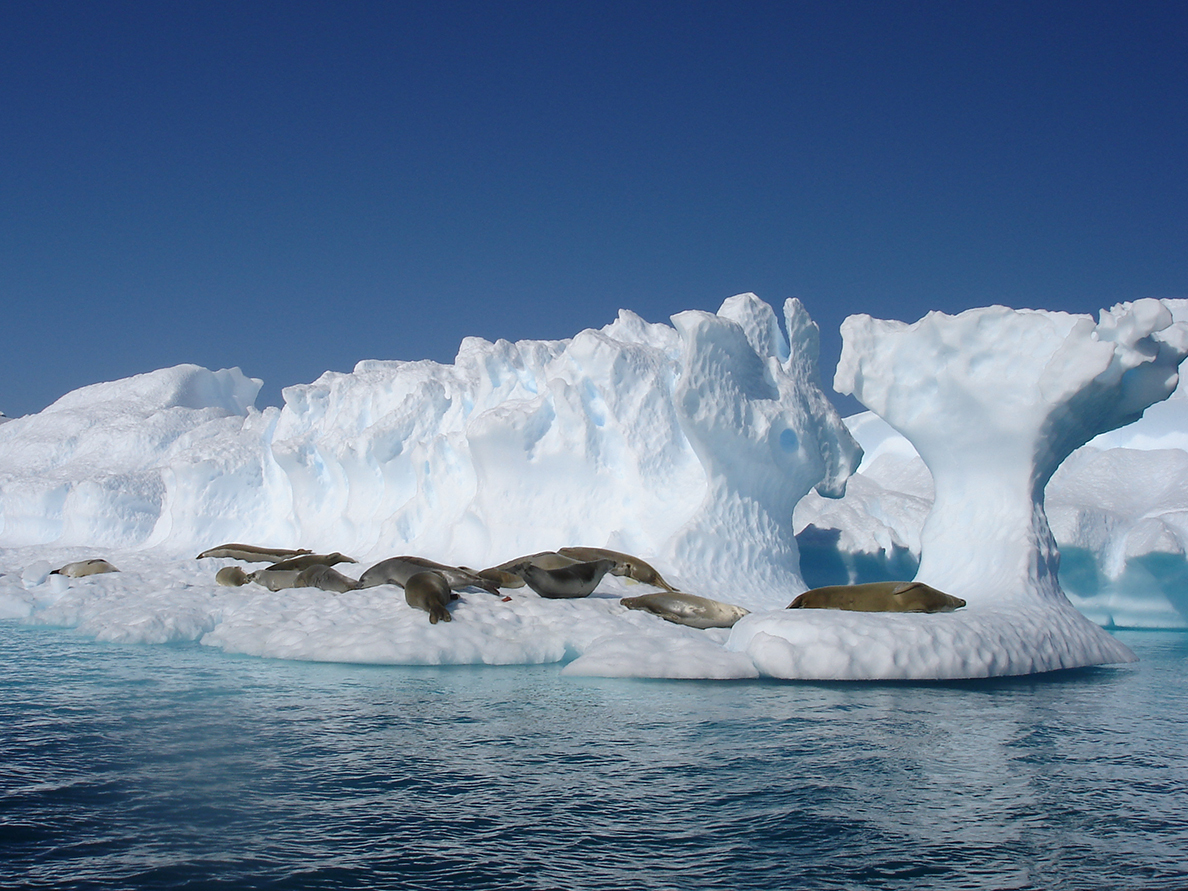 66 SEALS RESTING ON AN ICEBERG