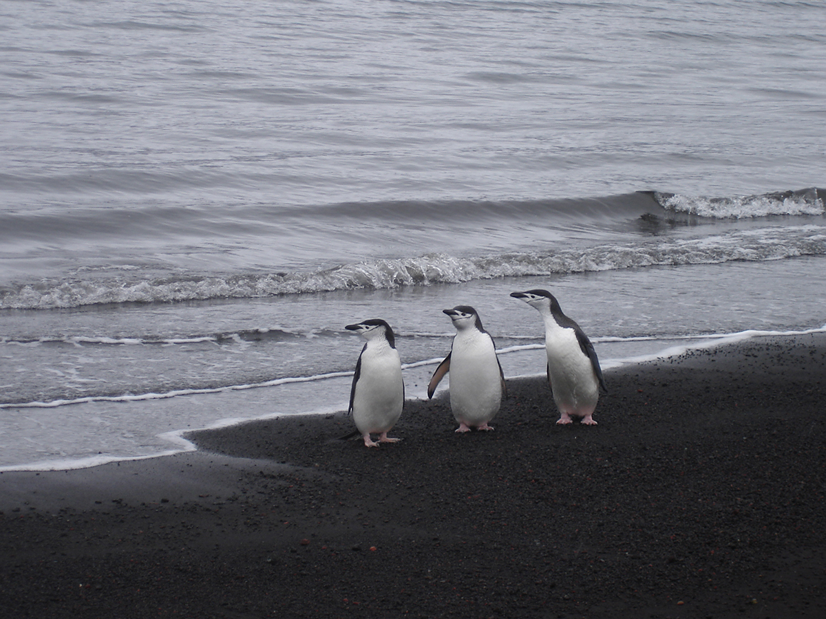 6 CHINSTRAP PENGUIN TRIO