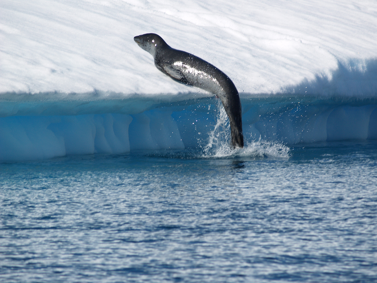 6 LEOPARD SEAL