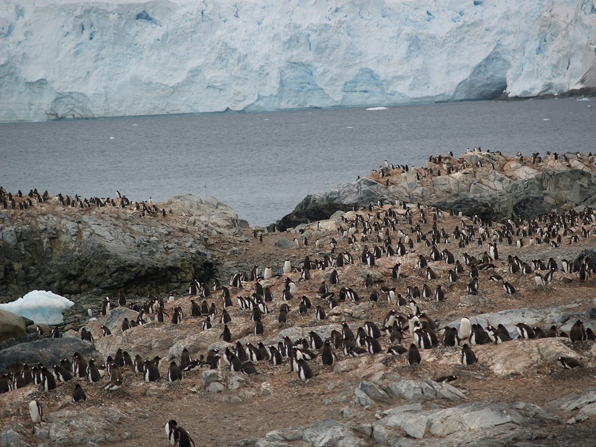 8 PENGUINS BY THE THOUSANDS