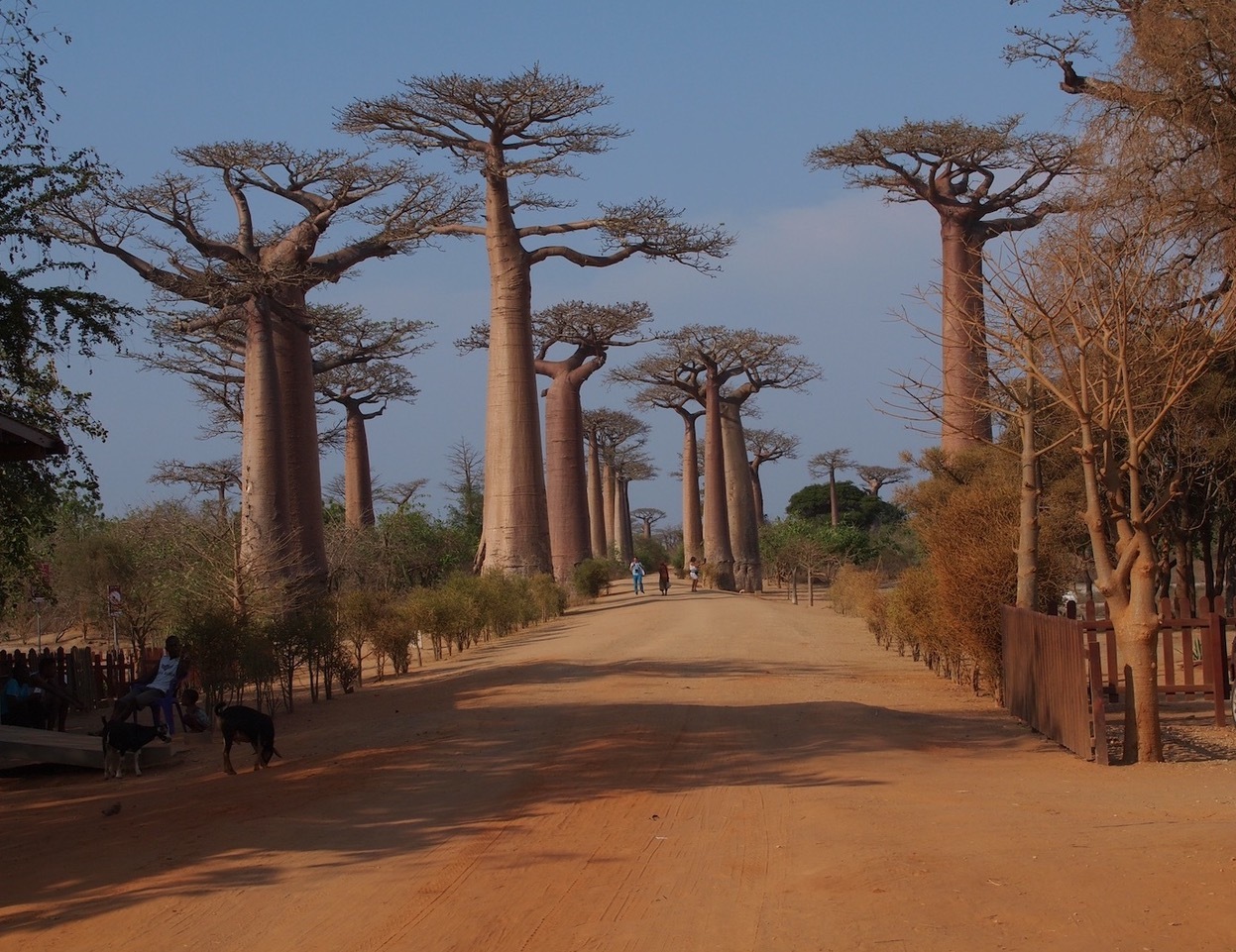 AVENUE OF THE BAOBABS.