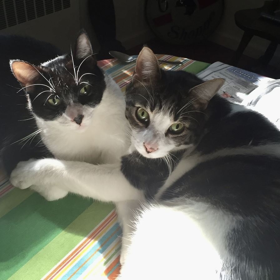 Brako_Cats.jpeg
