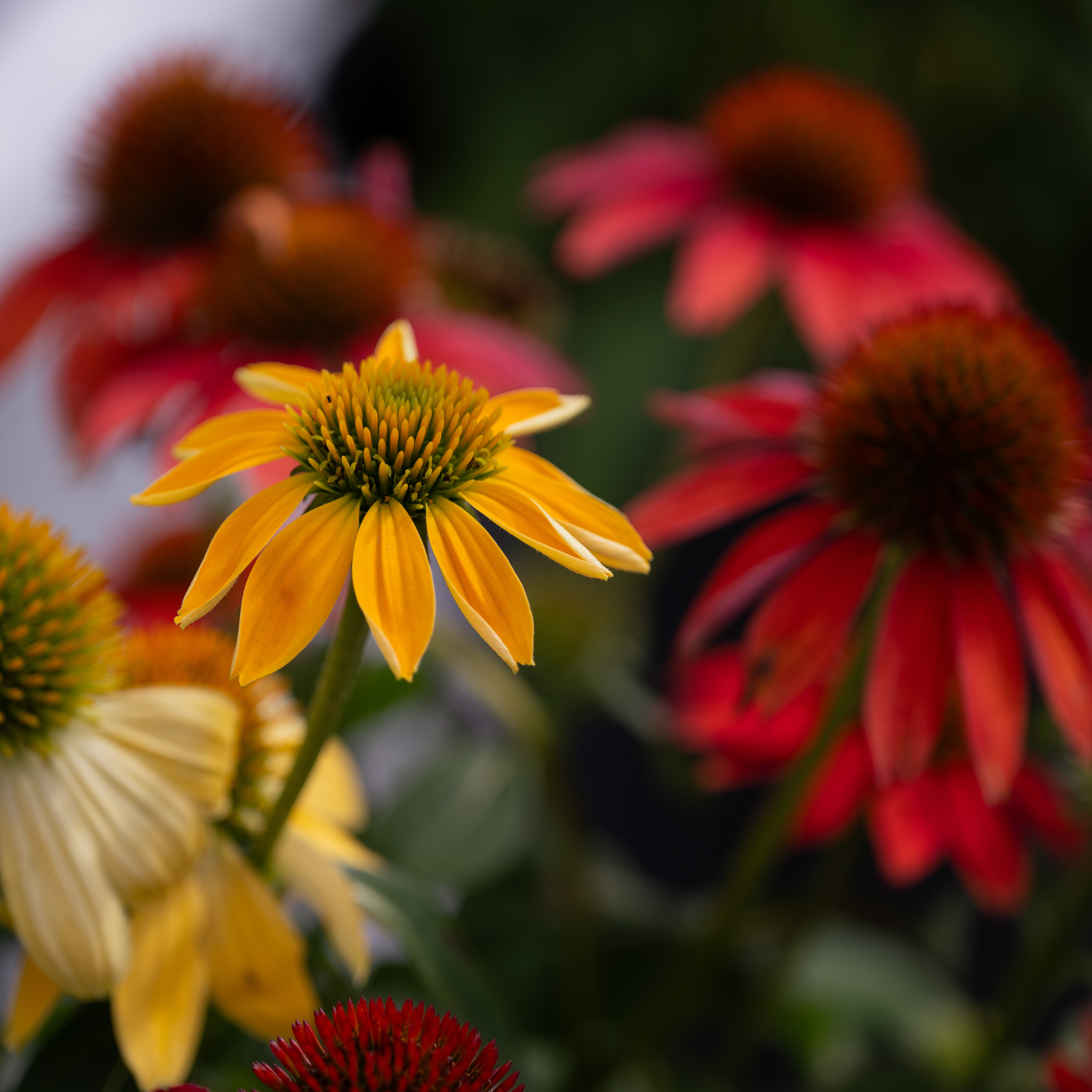 Dahlias_Karen-2.jpg
