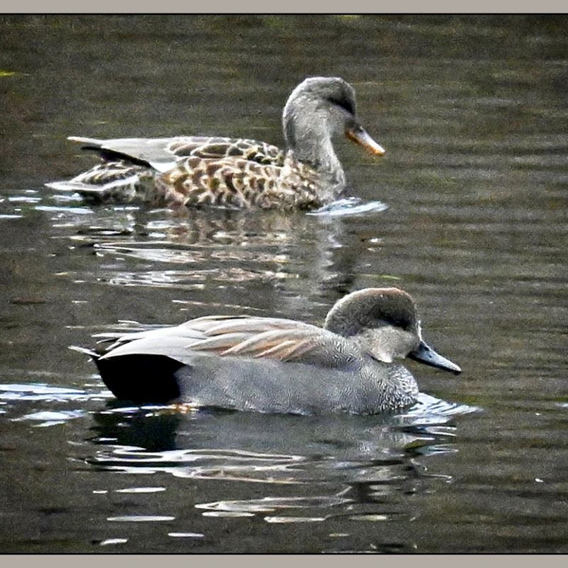 Dorothy_Ducks-2.jpg