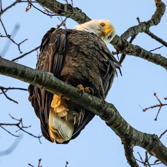 Lisa_Eagle.jpeg