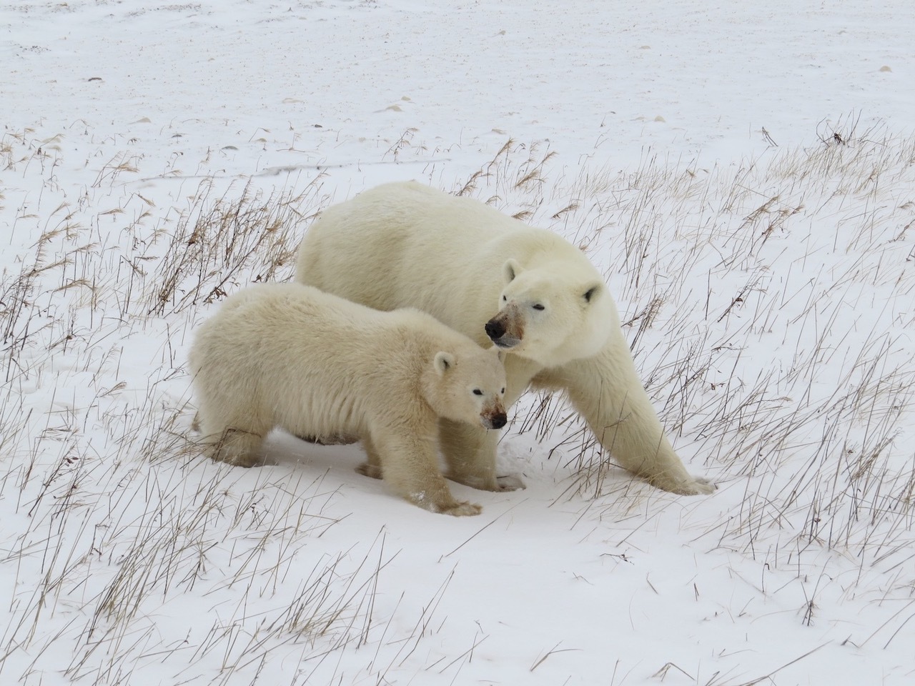 POLAR BEAR AND YEARLING CUB
