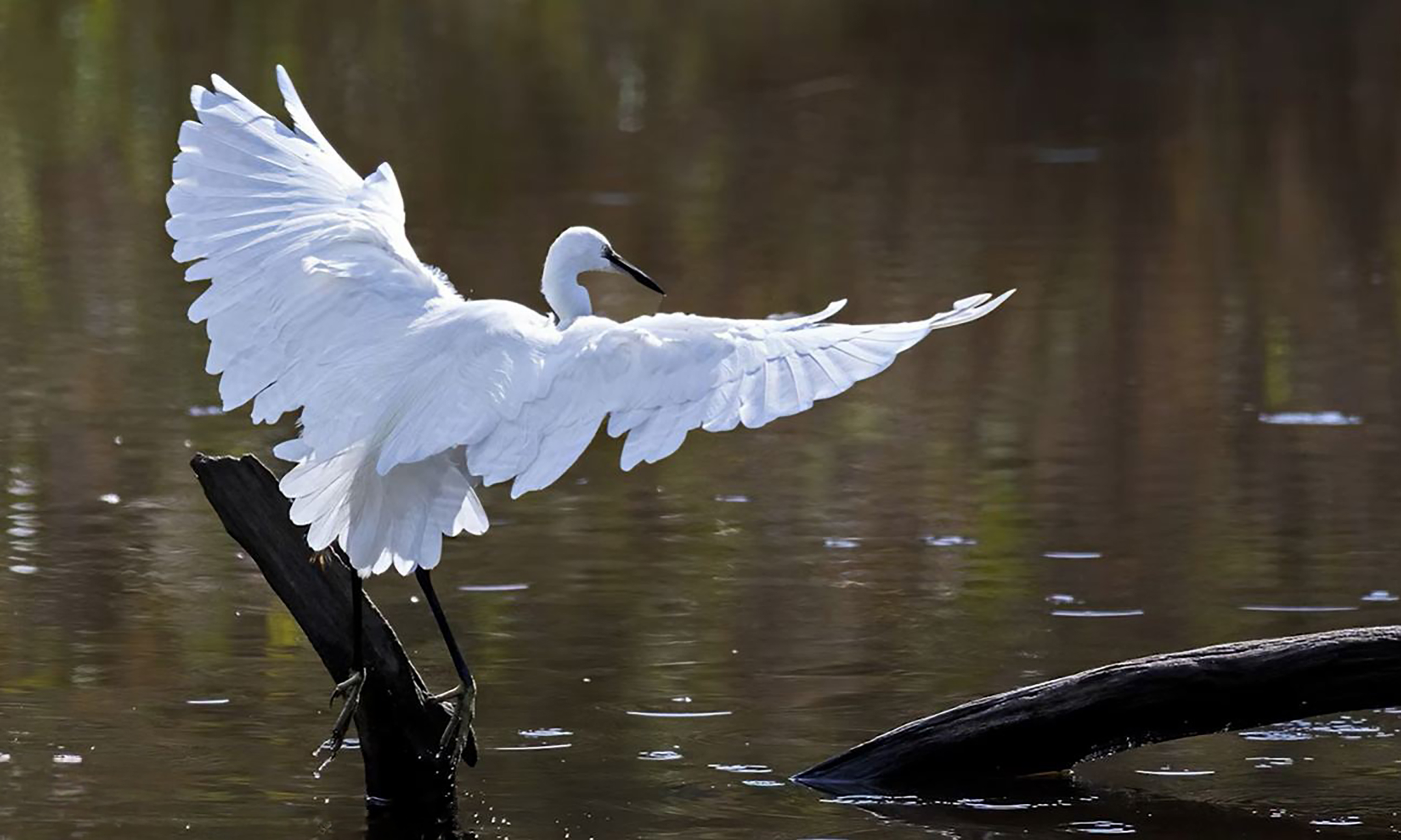 CJ_heron