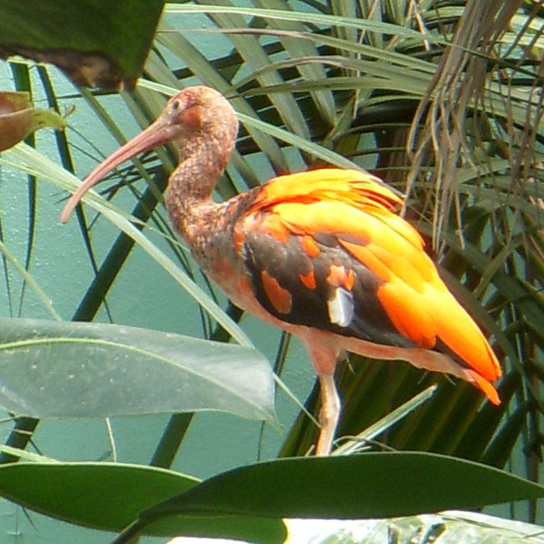 wildlife_JK1