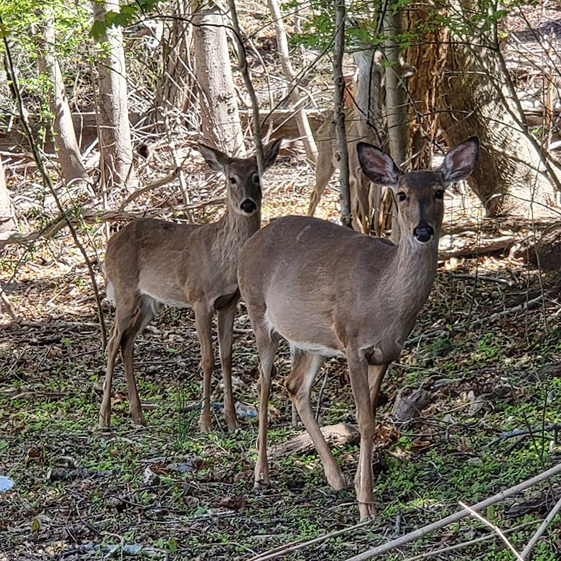 wildlife_JK2