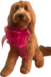 dog with pink bow