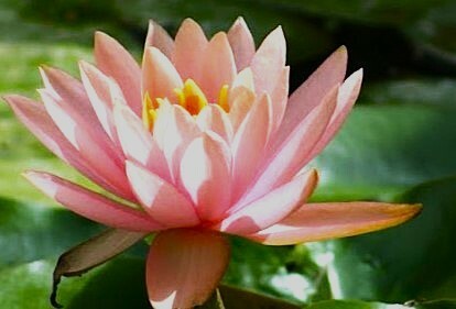 Marlene Gremillion Water Lily photo