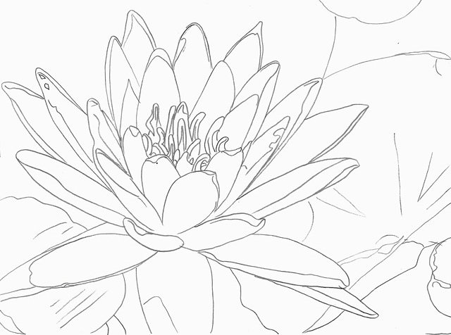 Marlene Gremillion water lily outline