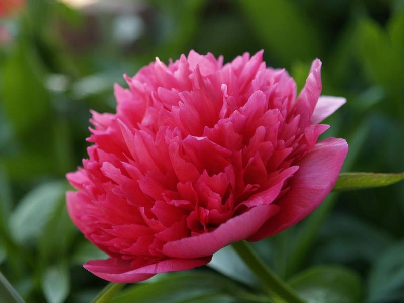 Peony Fund Raiser