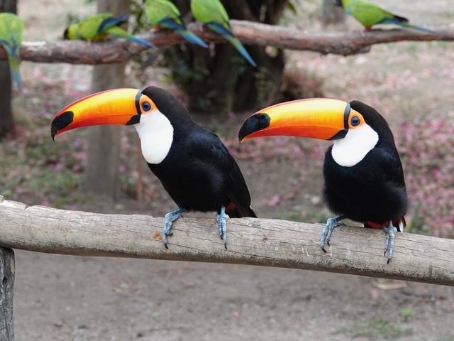 April Toucans