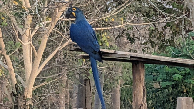 Hyacinth Macaw