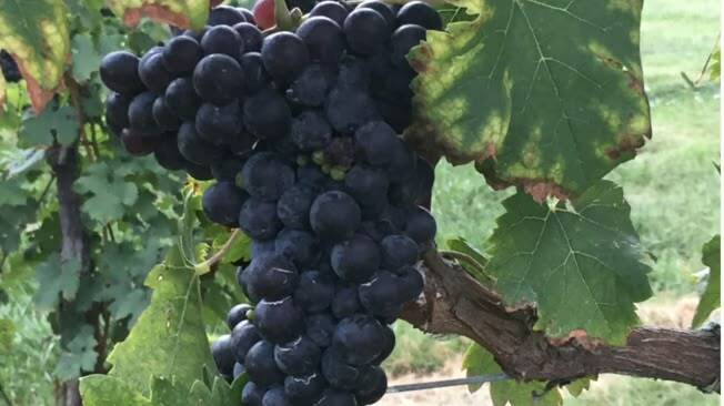Shelton Vineyards