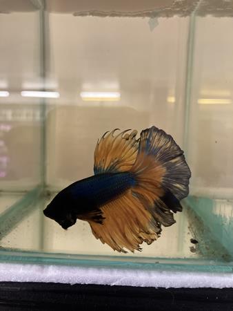Forums - Minnesota Aquarium Society