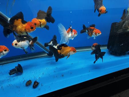 Forums - Minnesota Aquarium Society