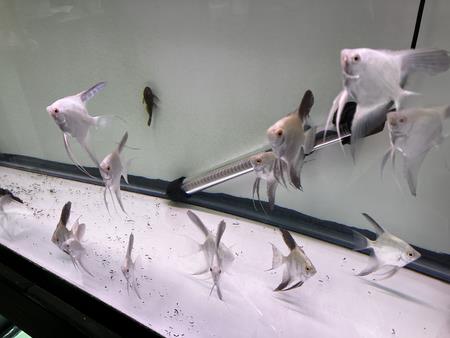 Forums - Minnesota Aquarium Society