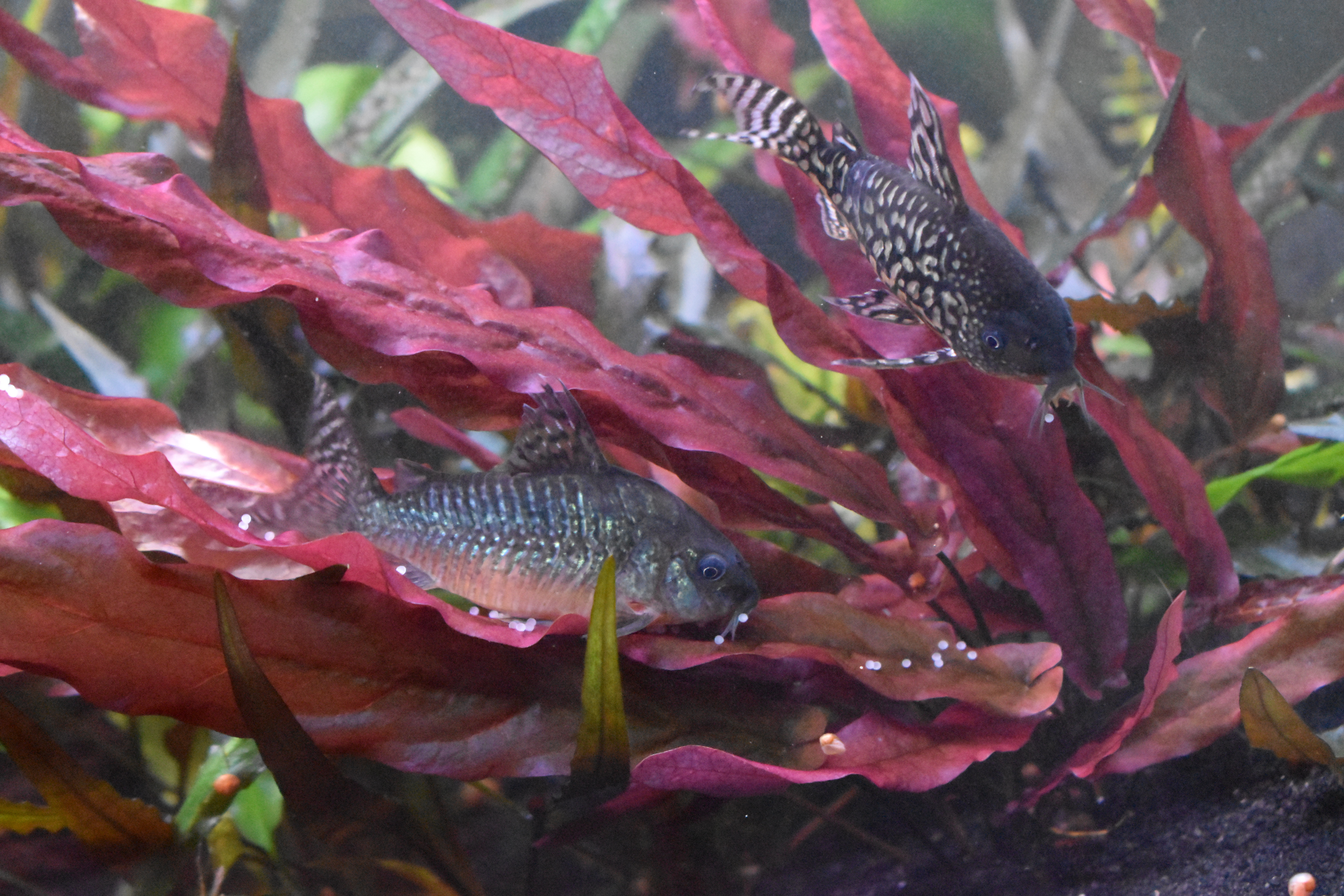 C. geryi depositing eggs with male