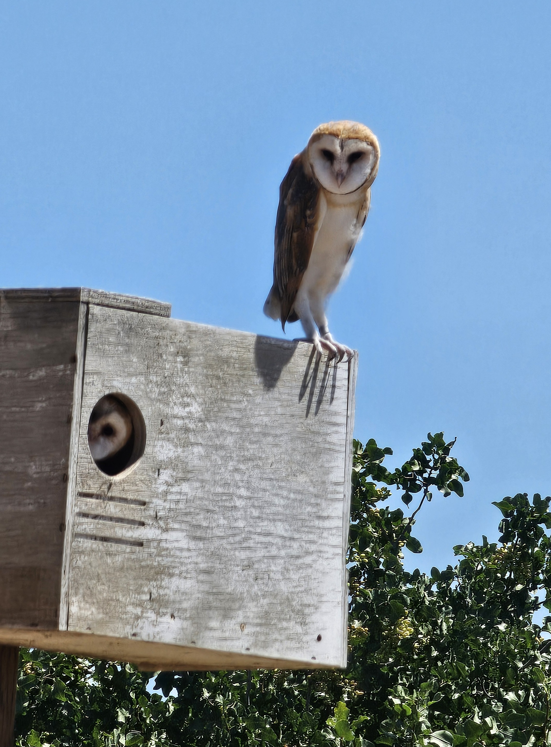 Barn Owl Fledglings