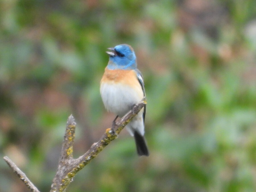 Lazuli Bunting - Mark Donahue
