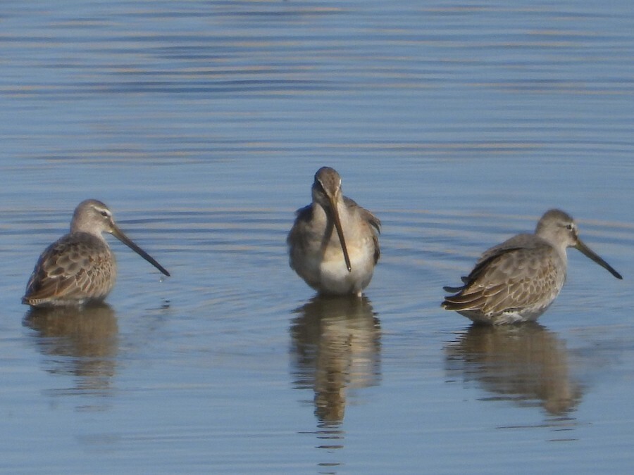 Long Billed Dowitcher - Mark Donahue