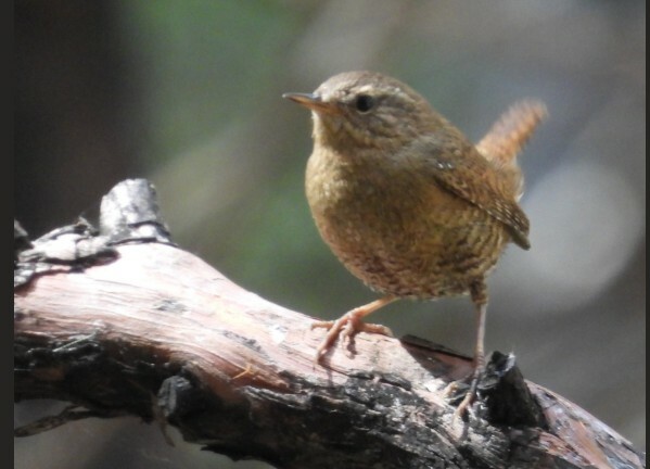Pacific Wren Mark Donahue