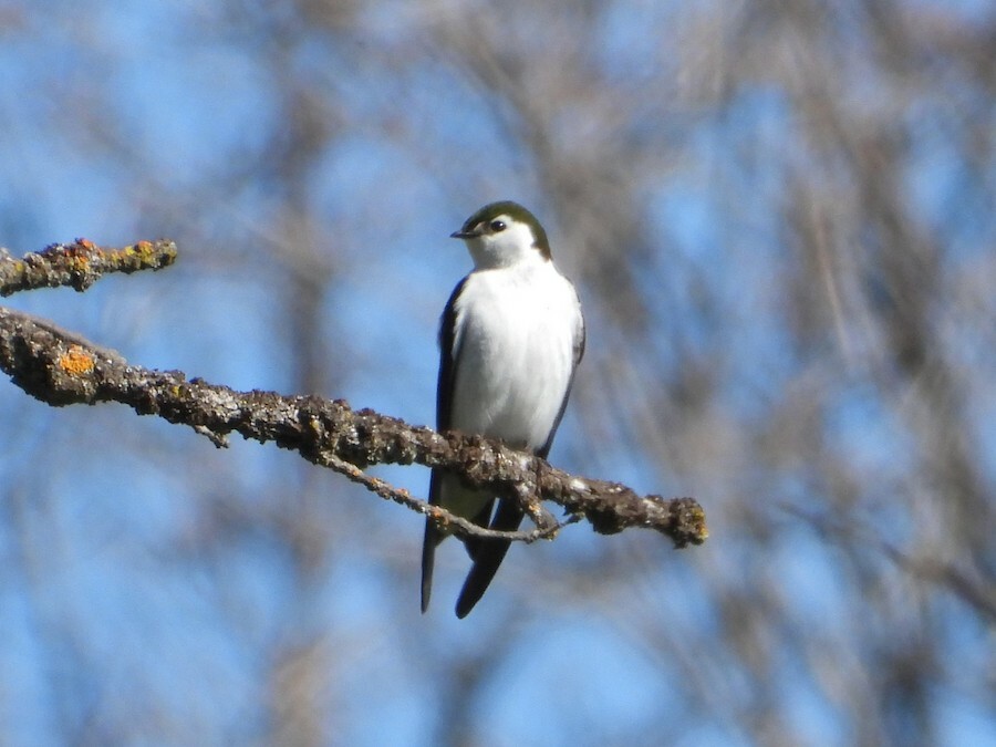 Violet-green swallow